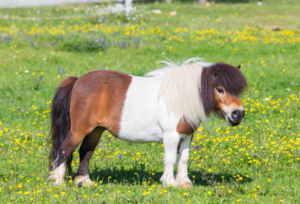 pony in the farm